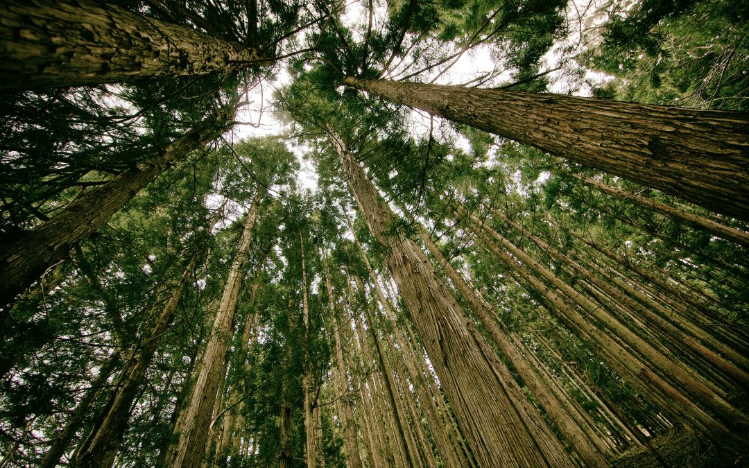 Tall Trees, looking up through them, hoping to make a great impact for the Kingdom